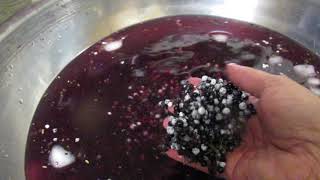 Cleaning and Processing Elderberries Part 1 of 3 [upl. by Clyte]