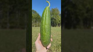 Harvesting Luffa Gourd Sponges🧽 luffa gardening country fall homestead [upl. by Astrix]