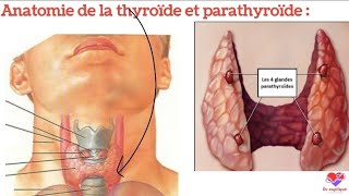 Anatomie de la glande thyroïde et parathyroïde 👌 [upl. by Herta526]