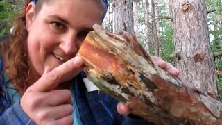 Harvesting The Richest Fatwood in the Forests of West Michigan While Comparing Pole Saws fatwood [upl. by Arand]