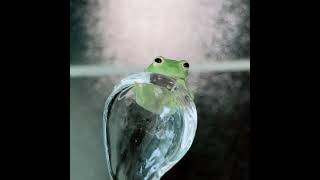 夜のグミガエル Fleischmanns Glass Frog [upl. by Arne]