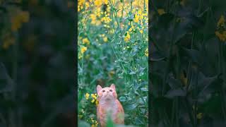 ²🐈‍⬛ Mustard Family Brassicaceae ▪︎ Brassica napus Rapeseed 🌹¹⁶☆•⁴ [upl. by Maida]