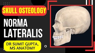 NORMA LATERALIS  SKULL [upl. by Allicirp]