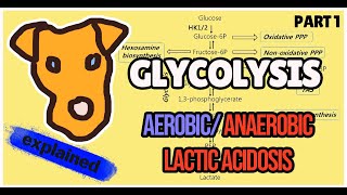 Glycolysis Biochemistry Explained Part 1 Aerobic and Anaerobic pathway Step 1 [upl. by Merilyn]