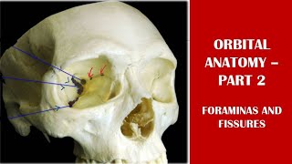 Orbital anatomy 2  superior orbital fissure inferior orbital fissure ethmoidal foramina [upl. by Pears743]