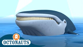 Octonauts  The Humpback Whales Rescue 🐋  Season 3  Cartoons for Kids [upl. by Bat]