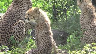 Wild Cheetah Cubs meet their FatherLots of Meowing Chirping and Churring [upl. by Aiuhsoj]