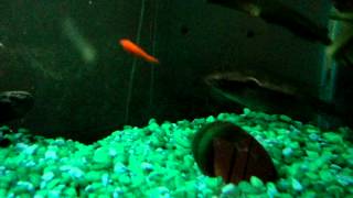 pike cichlid eating gold fish [upl. by Zebulon]