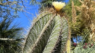 Astrophytum de 300 Años en España Conoce la ubicación y ven a visitarlocactusdesertcity cactus [upl. by Florenza]