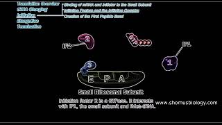 Translation initiation in prokaryotes  Prokaryotic translation initiation animation  Lecture 1 [upl. by Casanova]