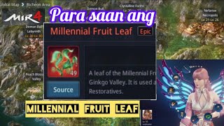 Mir4 Millennial Fruit Leaf Para Saan Ito [upl. by Rivy]