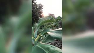 Banana cultivation with sunset view [upl. by Ahsiya506]