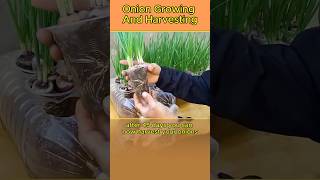 Spring Onion growing and harvesting shorts onion howto [upl. by Atiuqihs]