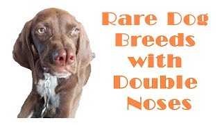 Rare Dog Breeds with Split Double Noses [upl. by Bibi]