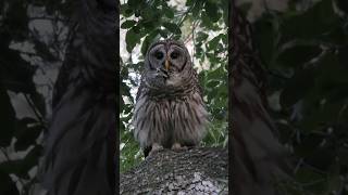 Barred Owl Sounds Compilation  Barred Owls Hooting on a branch [upl. by Normandy]