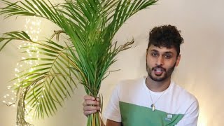 Areca Palm Repotting [upl. by Ainala268]