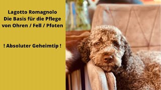 Lagotto Romagnolo Die Basis für die Pflege von Ohren  Fell  Pfoten Absoluter Geheimtip [upl. by Pucida959]