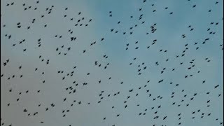 murmuration in february brighton [upl. by Sualokcin]