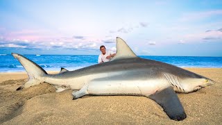 GIANT Blacktip Shark Catch Clean Cook [upl. by Gulick]