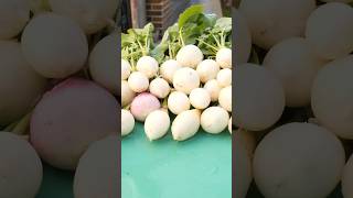 Growing Radish from Seed to Harvest in Veg Boxes [upl. by Seadon]