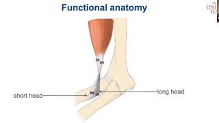 Distal Biceps Tendon Repair [upl. by Abrahams]