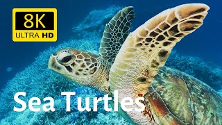 Impressive underwater shots of various sea turtles in 8K Ultra HD [upl. by Bergwall]