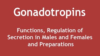 Gonadotropins  Functions Regulation of Secretion in Males and Females and Preparations ENGLISH [upl. by Nnylram]