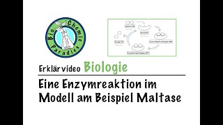 Erklärvideo Biologie – Eine Enzymreaktion im Modell am Beispiel Maltase [upl. by Jermain412]