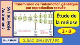 Etapes de la méiose transmission de linformation génétique par reproduction sexuée [upl. by Weiman937]