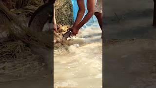 Fish trapping skills😱😱🔥🔥shortsviralreelsfishing [upl. by Lehar]