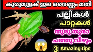 പല്ലികൾ ഓരോന്ന് ഓരോന്നായി ചത്തു വീഴാൻ ഒരു ഇല മാത്രം മതിതട്ടു കടക്കാർ ചെയ്യുന്ന സൂത്രംlizardremoval [upl. by Yanad]