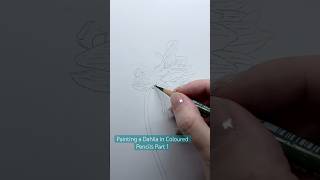 Drawing a Dahlia in Coloured Pencil Part 1 colouredpencils coloredpencils arttutorial artist [upl. by Erline]