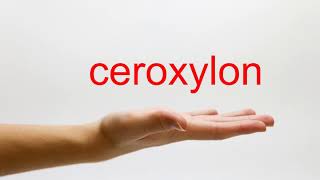 How to Pronounce ceroxylon  American English [upl. by Ennavoj]