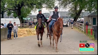 Japanese Kentucky Derby Contenders Breeze Fierceness Bath Kentucky Derby 150 Training 43024 [upl. by Merow]