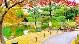 4K Japan Walk  Beautiful Japanese Garden in Nagoya Tokugawaen  Koi Fish  Nagoya Winter 2020 [upl. by Masao958]