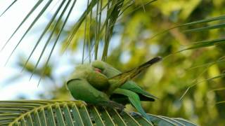 Indian Ringneck  Roseringed Parakeets courting  Mylapore  Chennai  India [upl. by Ecnerrot]