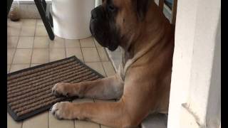 When A Bullmastiff Watching [upl. by Ogram]