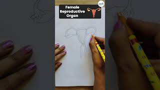 Female Reproductive Organ  Diagram  Shorts  Infinity Learn 9 amp 10 [upl. by Bonnes]