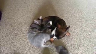 Craziest fight ever French Bulldog vs cat [upl. by Enelhtac]