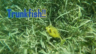 Swimming with TrunkfishBoxfish [upl. by Melvyn]