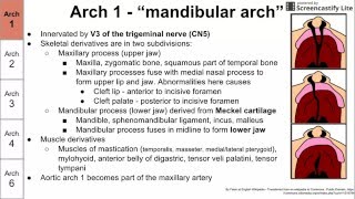 Pharyngeal arches and their derivatives [upl. by Macilroy]