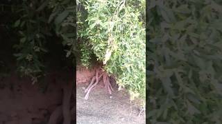 miswak tree ।। पीलु।। 🕺🌳🍒 जाळी।। shorts viral shortsfeed ytshorts [upl. by Infield]