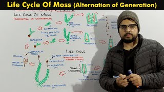 Life Cycle Of Moss Bryophytes Alternation of Generation [upl. by Nnyroc]