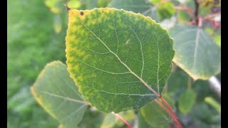 Quaking Aspen [upl. by Bohner]