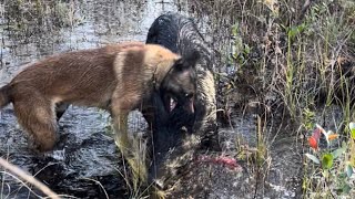 Belgian Malinois BayingHog Hunting [upl. by Yna571]