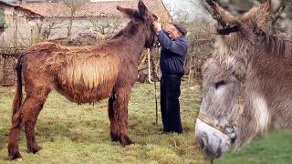 Asno zamorano  leonés Características de esta raza en extinción  Oficios Perdidos  Documental [upl. by Hufnagel]