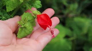 Garden Bites  Turks Cap Flowers amp Fruit 10317 [upl. by Aiasi]