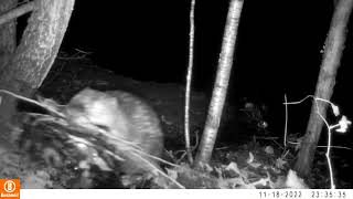 Bever in de weer in Beekpark Nijlen [upl. by Ahserak]