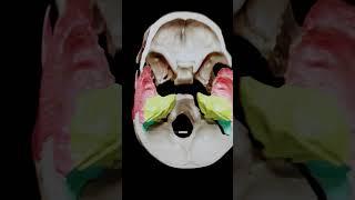 Temporal bone knowledge skull medical [upl. by Ientirb]