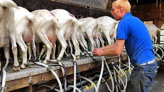 Milking Goats  Goat Farm in Holland [upl. by Ocram]